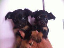 Pure Bred Russian Toy Terrier Puppies