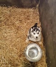 Siberian husky pup KC Registered