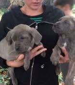 Stunning Cane Corso Puppies