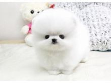 Teacup Pomeranian Puppies for Gift