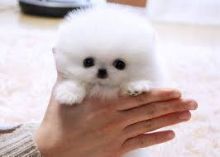 Tiny Pomeranian puppies for adoption