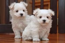 Two Teacup Maltese Puppies Needs a New Family