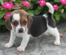 Beagle Puppies Image eClassifieds4u