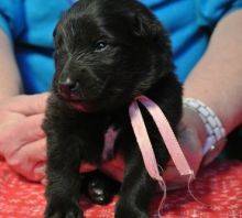 Belgian Shepherd puppies ready for sale. Image eClassifieds4u