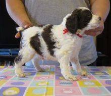 Brittany puppies available Image eClassifieds4u