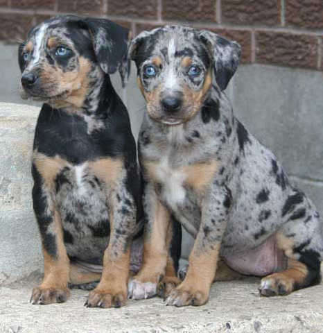Catahoula Leopard Dog Puppies Image eClassifieds4u