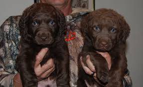 Chesapeake Bay Retriever puppies Image eClassifieds4u