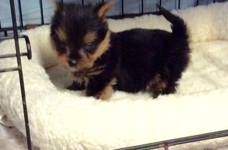 CKC Yorkie Puppy - 10 weeks old Male For Adoption Image eClassifieds4u