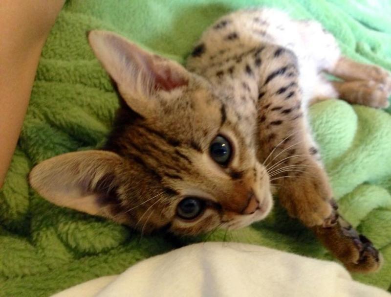 Declawed, microchiped F1 SAVANNAH KITTEN. (404) 947-3957 Image eClassifieds4u