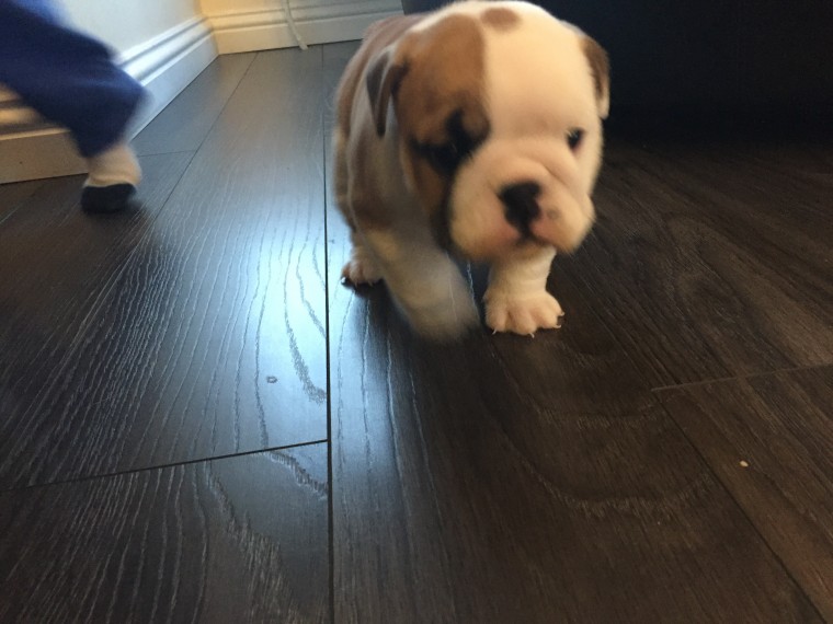 French Bulldog Female Pup Image eClassifieds4u