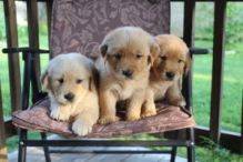 Golden Retriever Puppies Image eClassifieds4u