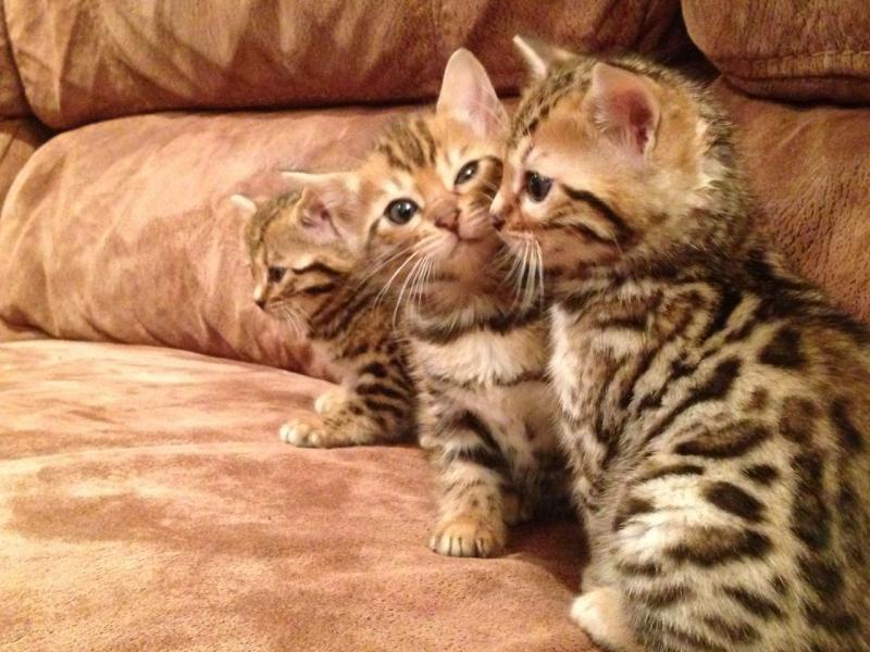 I have 3 lovely Bengal kittens available Image eClassifieds4u