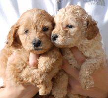 Labradoodle Puppies for Re-homing Image eClassifieds4u
