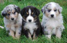 Australian Shepherd Puppies Image eClassifieds4U