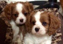 Cavalier King Charles Spaniel Puppies Image eClassifieds4U