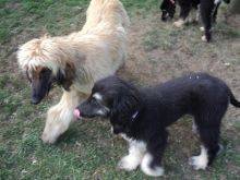 Cute Afghan Hound puppies now Image eClassifieds4u 2