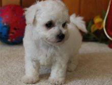 Cute And Lovely Bichon Frise Puppies For Adoption. Image eClassifieds4U
