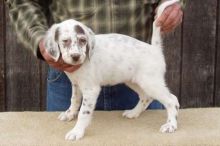English Setter puppies Image eClassifieds4u 2