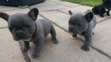 French Bulldog Puppies Image eClassifieds4u 1