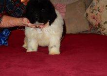 Newfoundland puppies available Image eClassifieds4u 2