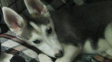 Siberian husky puppy Ready Image eClassifieds4U