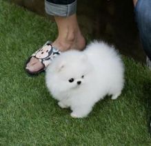 Tiny Pomeranian puppies for adoption Image eClassifieds4u 2