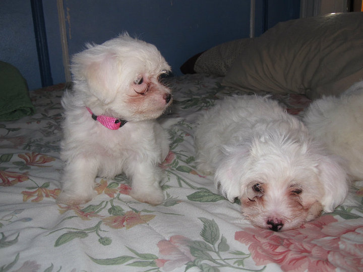 Maltese puppies please very serious inquiries Image eClassifieds4u