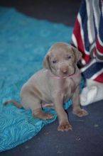 Weimaraner Puppies Image eClassifieds4u