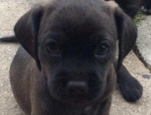 Beutifull Chihuahua Puppies for Rehoming Image eClassifieds4u