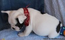 Beautiful Blue and White Pied French Bulldog Pups Image eClassifieds4U