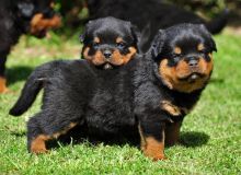 12 weeks old Rottweiler Puppies for Adoption