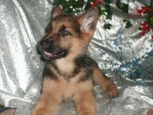 AKC GERMAN SHEPHERD FEMALE PUPPIES -