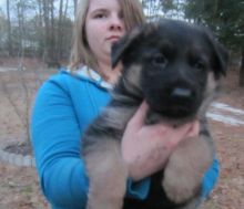 AKC German Shepherd Puppies (&^%&%^*%^^%#$T$#%!@#!@@R
