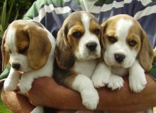 Beagle Puppies for rehoming ((*(*%^#$%%^%$$#$$%^