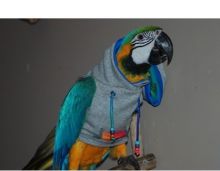 Beautiful Blue and Gold Macaws rehoming )()()(*GHTDFYREY^&*$%^%^$%#$#%$%