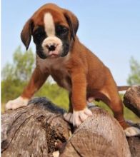 Cute Boxer Puppies for rehoming (*&*^%^$%#$@!#%@!#