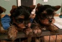 Extra Small CKC Registered Yorkies