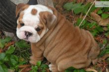 Nice English Bulldog Puppies