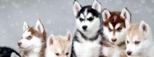 Pure Bred Full Pedigree Siberian Husky Pups