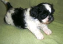 Quality Bred Family Rasied Shih Tzu For REHOMING o)_)_(*(*&*&^&%$%#$$@$@#!$