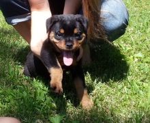Rottweiler puppies FOR rehoming (&^%&%^*%^^%#$T$#%!@#!@@R