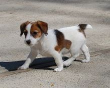 sweet and affectionat jack russel puppies ready to go into good homes only ,Text us at (443) 863-915