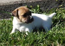 Beautiful True Black/White Jack Russel Male for rehoming ()*((&^*^%*^%U%^%^*%$^$%#^