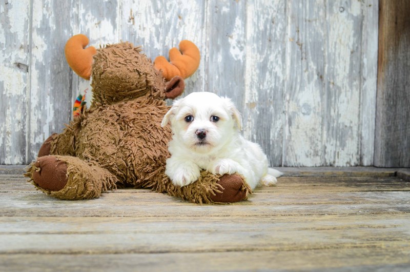 Cavalier King Charles Puppies Image eClassifieds4u
