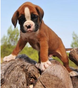 Cute Boxer Puppies for rehoming (*&*^%^$%#$@!#%@!# Image eClassifieds4u