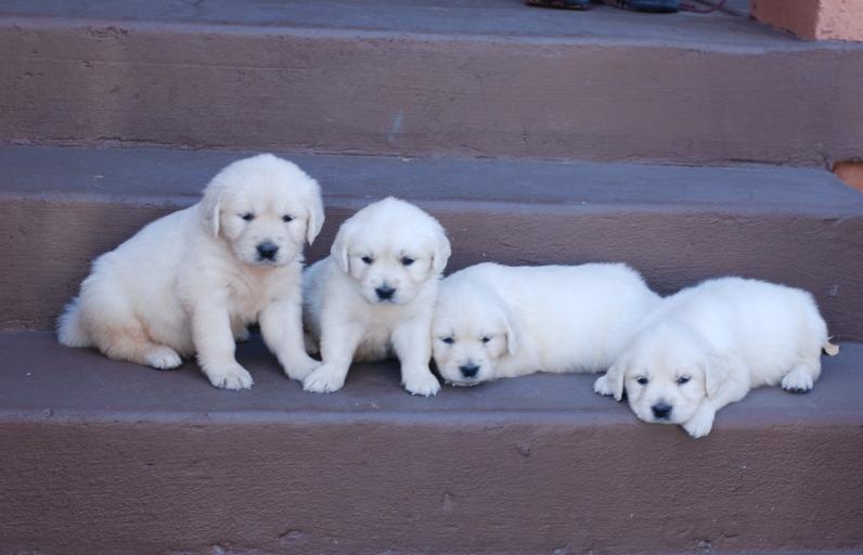 Cutie Cutie Golden Retriever for rehoming *&(*(&%^^$#%$^$#%^%#%@ Image eClassifieds4u