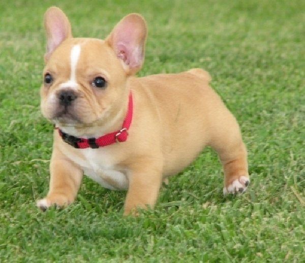 FRENCH BULLDOG PUPPIES FRENCH BULLDOG PUPPIES - Image eClassifieds4u