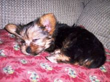 Beautiful Yorkie Puppies pups for sale *(*&(*(IHJVJTFYIO&^(*^&*%^*%^* Image eClassifieds4U