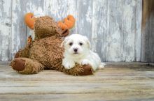 Cavalier King Charles Puppies Image eClassifieds4U