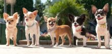 Chihuahua Puppies 8 weeks old Image eClassifieds4U